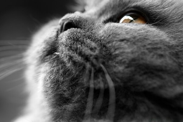 Монохромный портрет пепельной кошки