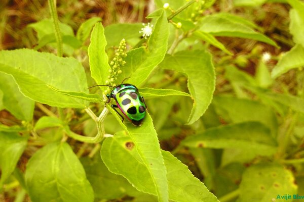 A green beetle on the grass