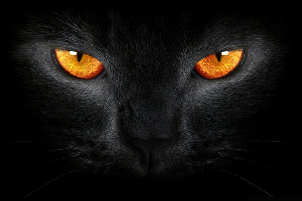 Image sur le bureau orange yeux noir Goth