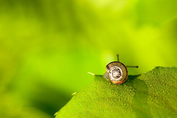 A snail crawls on a green leaf