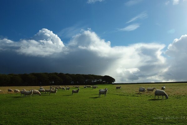 Cattle on the farm