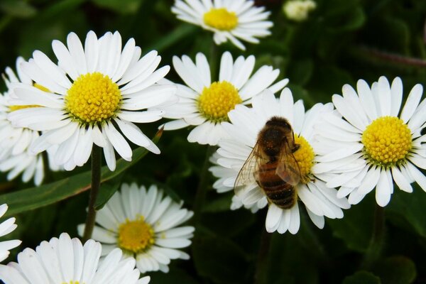 Una abeja sentada en una manzanilla