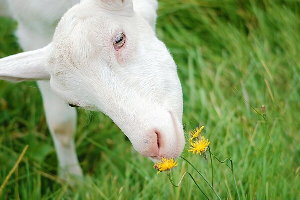 Geschorenes Schaf schnüffelt eine Blume