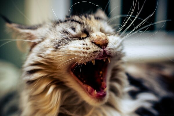 Un gato con un hermoso color bosteza espectacularmente