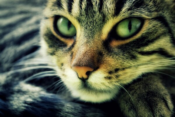 Cat portrait with green eyes