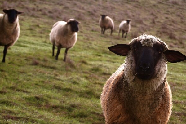 Sheep grazing in mountain meadows