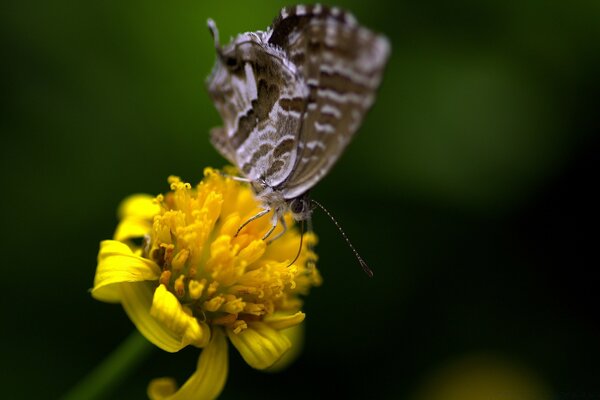 Farfalla leggera su fiore giallo