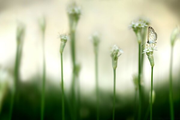 Papillon blanc sur une fleur avec une tige mince