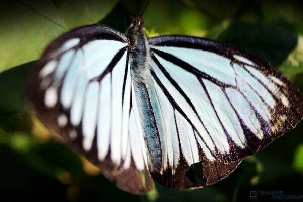 Dzika przyroda. Motyl machaon