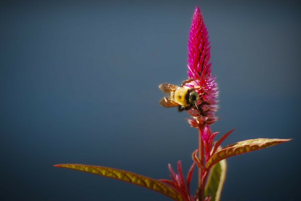 Photo of a bee on a red flower