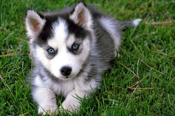 Chiot mignon couché sur l herbe