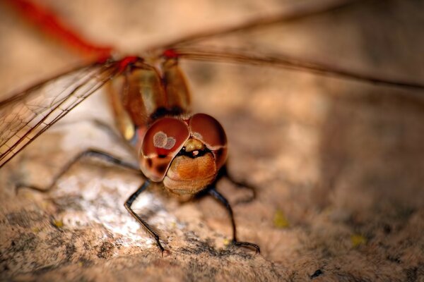 Insectos animales invertebrados