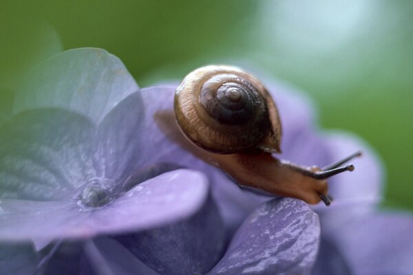 Escargot sur lilas bourgeon macro-tir