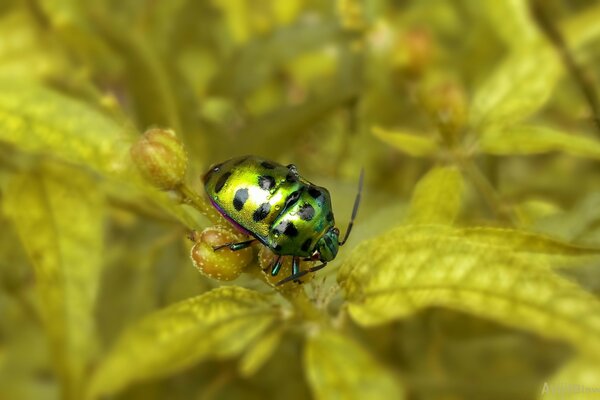 Scarabeo verde con punti neri sul retro