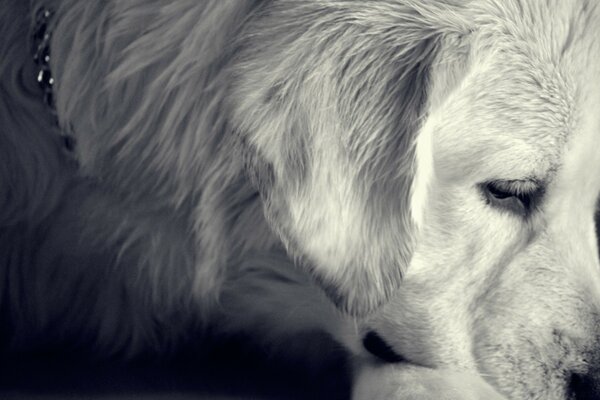 Foto en blanco y negro para el mejor amigo