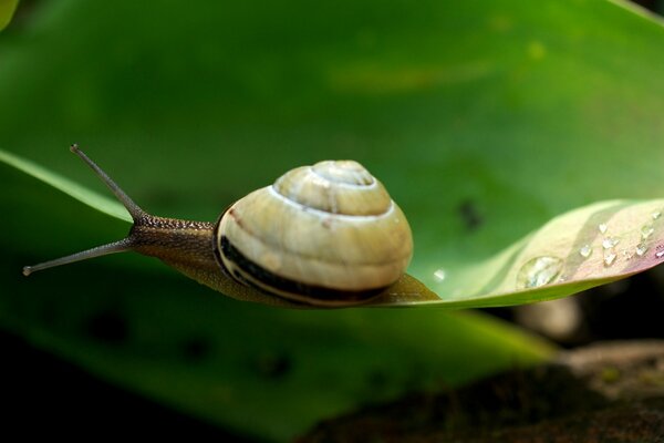 Invertebrate gastropod slow snail