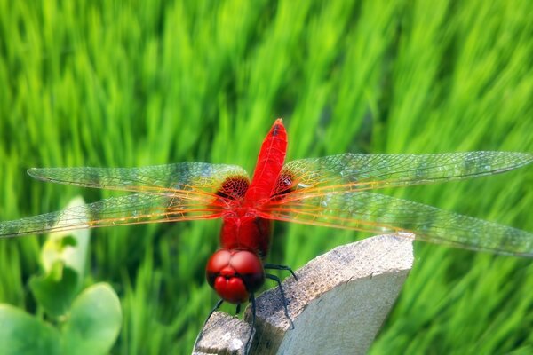 Red dragonfly on a grass background