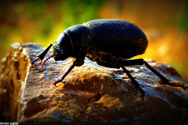 A big heavy beetle crawls on a stone