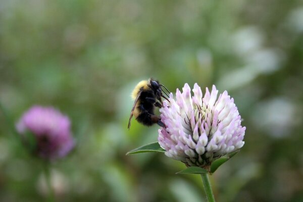 A little bee on a pink clover