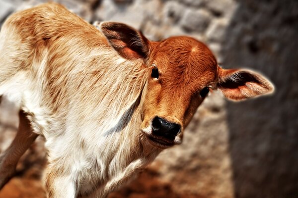 Un animal salvaje en un día soleado