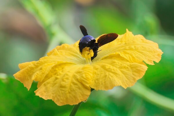 Photo of a bumblebee on a yellow flower