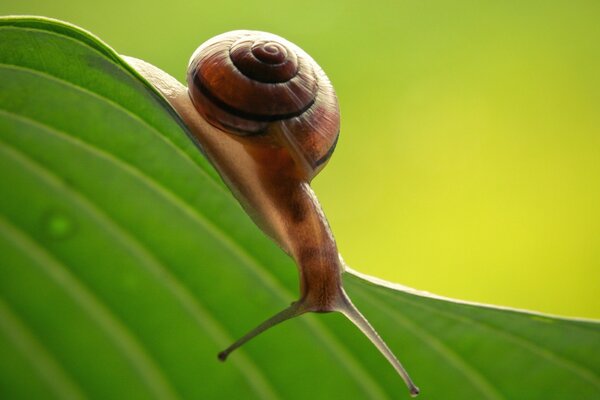 A small snail crawls on a leaf