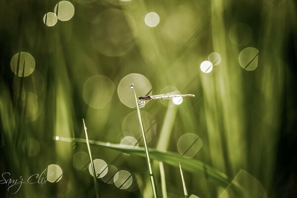 Piccola libellula sul gambo verde