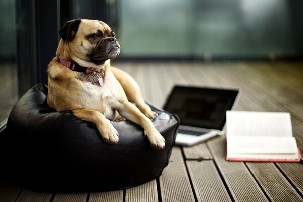 Un perro serio descansa después del trabajo