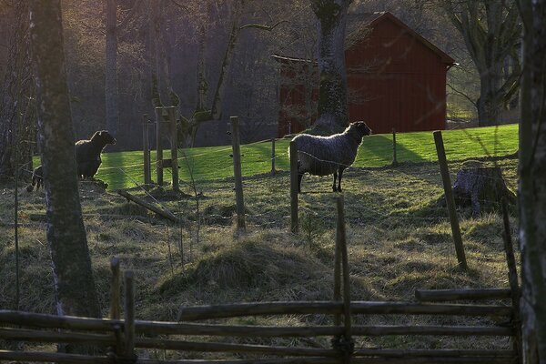 Beautiful landscape with several animals