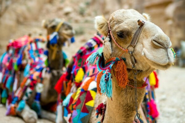 An Arab camel in traditional clothes