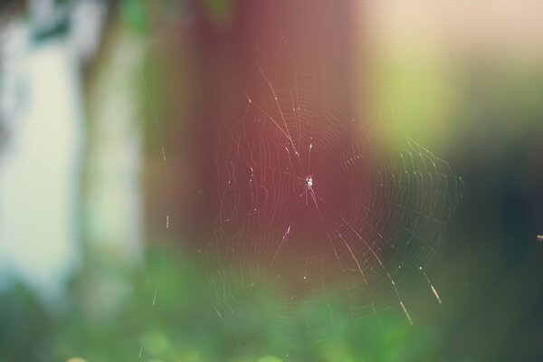 Cobwebs on a blurry background