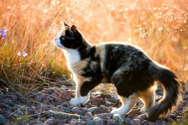 Śliczny kot o zachodzie słońca w kwiatach