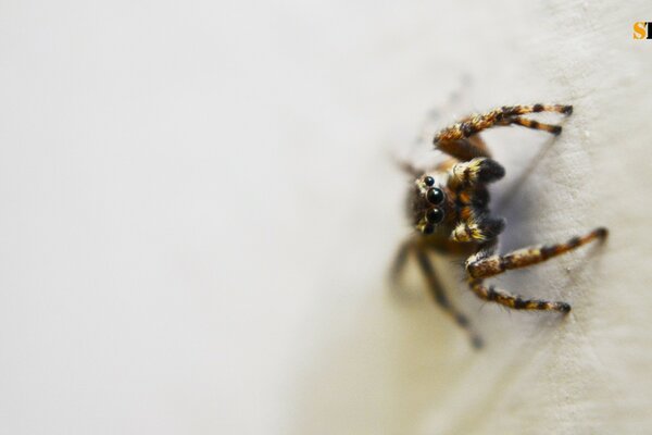 A small spider on a white background