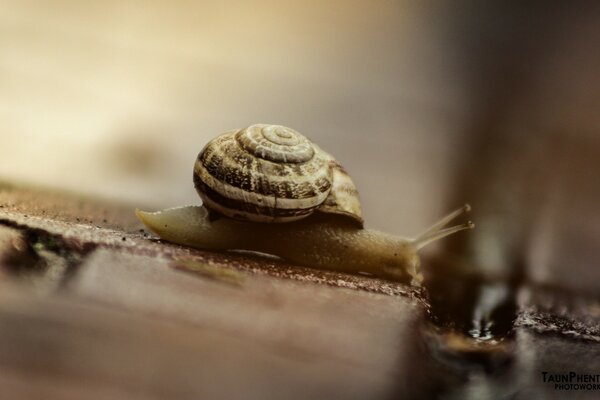 Eine Schnecke in verdrehter Form