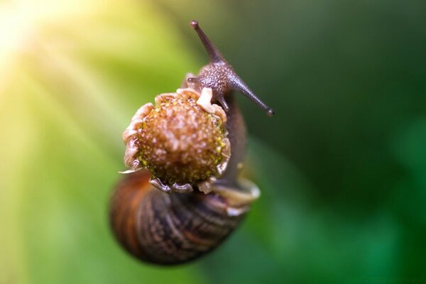 Escargot glissant dans le jardin d été