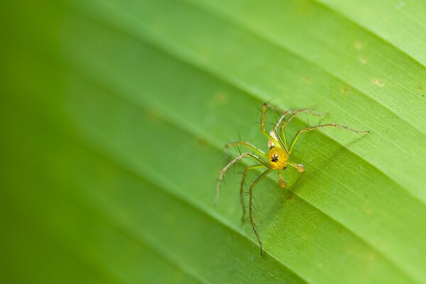 Insektenspinne in der Natur