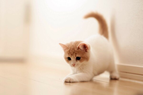 Cute white kitten playing