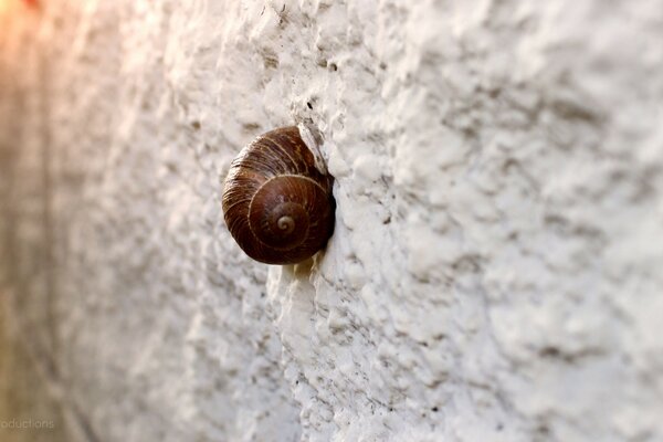 Petit escargot tend vers le haut