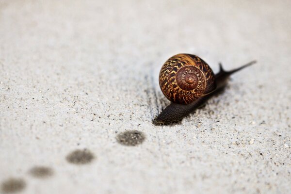 Die Schnecke kriecht und hinterlässt Spuren