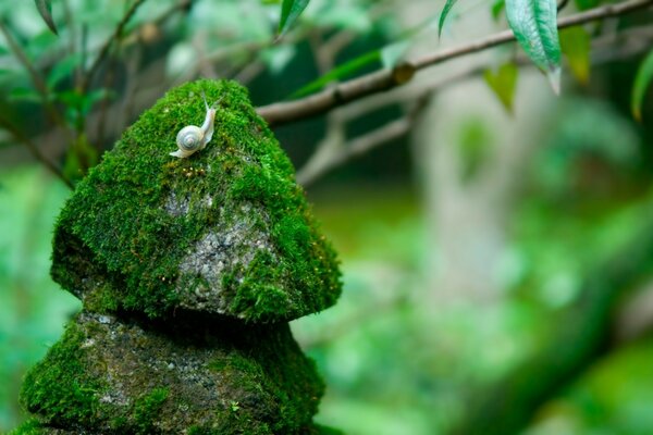 Snail crawls on stone and moss