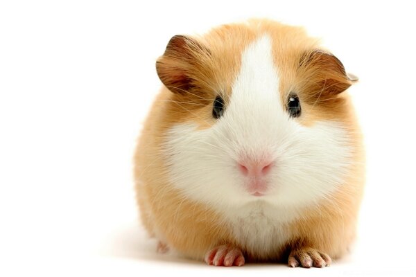 Just a fat guinea pig