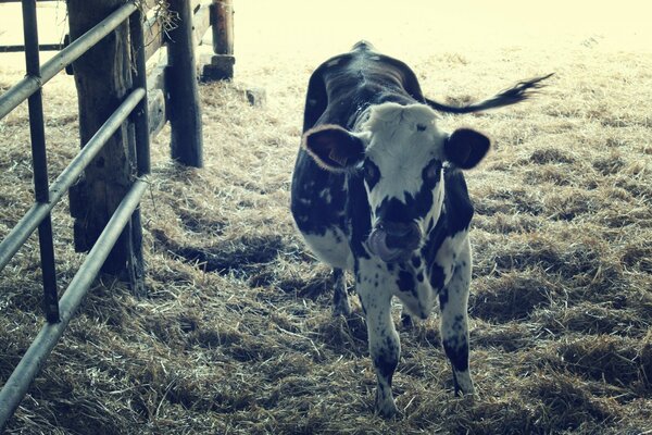 A black and white cow stands in the hay