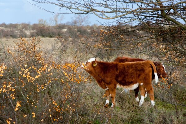 Haustier Säugetier frisst Gras im Freien