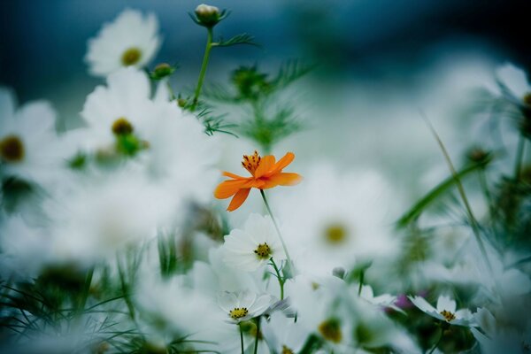 Belas flores de cores diferentes