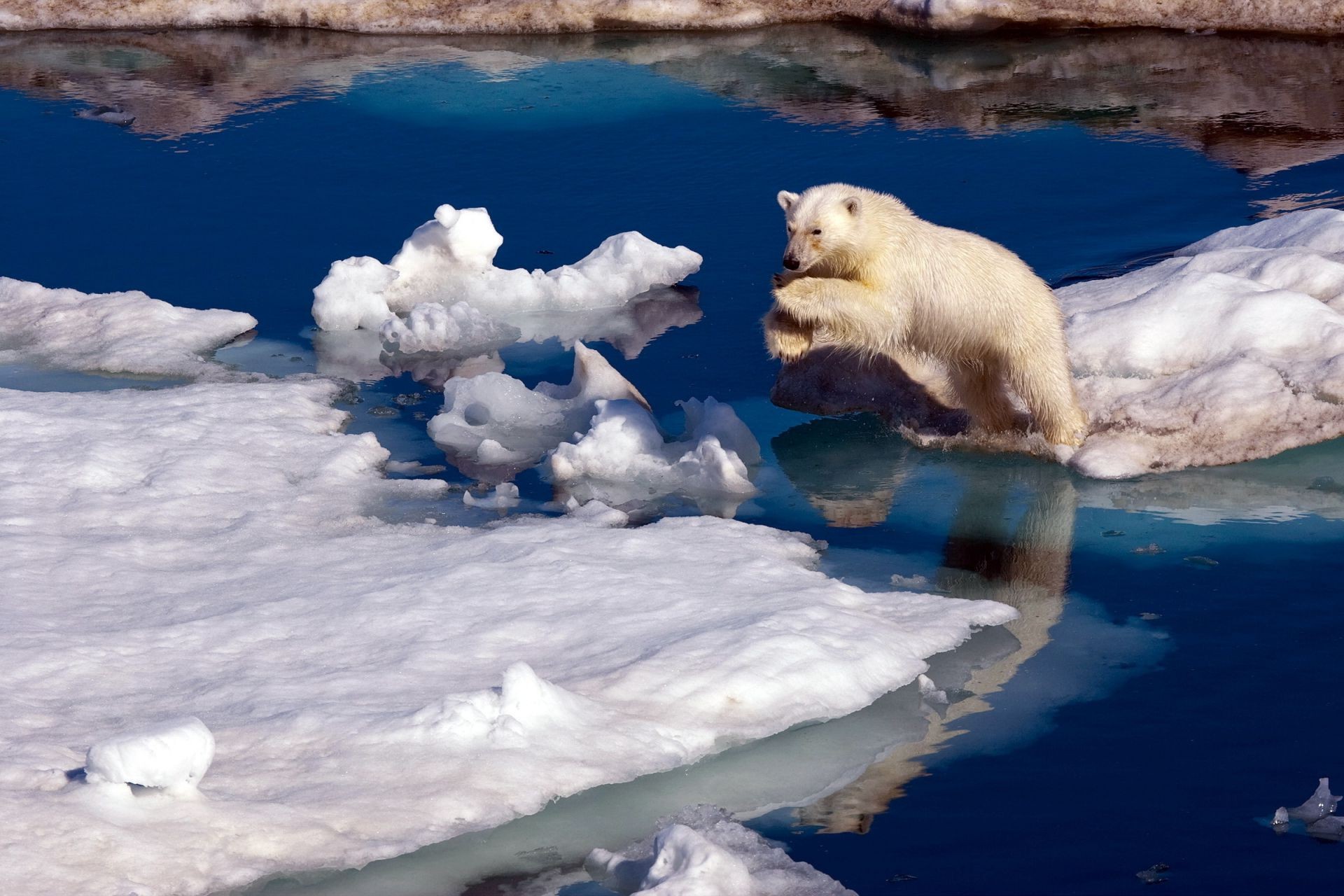 niedźwiedzie śnieg zima woda lód mroźny zimno na zewnątrz natura morze ocean podróże morze