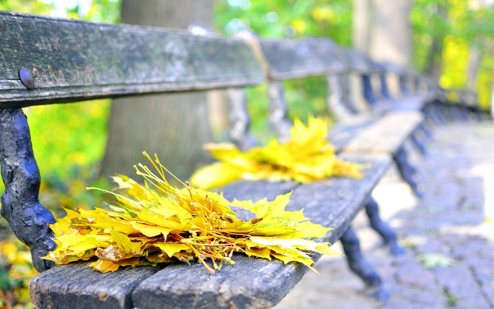 yaprakları doğa sonbahar yaprak ahşap açık havada yaz park bahçe ağaç flora taş güzel hava manzara güneş renk su güzel