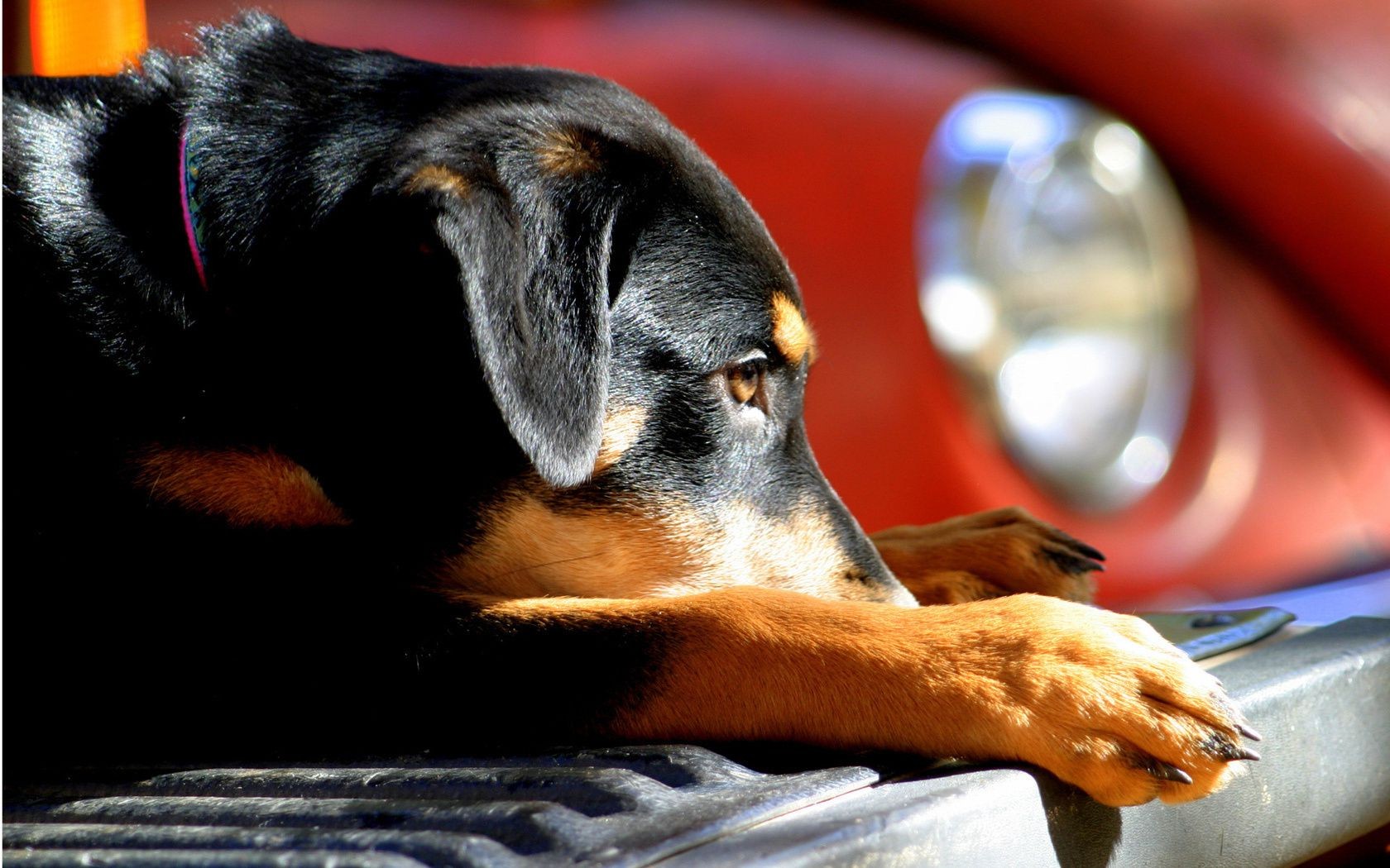 cães mamífero sozinho retrato cão animal de estimação dentro de casa fofa visualização animal de estimação cinegrafista