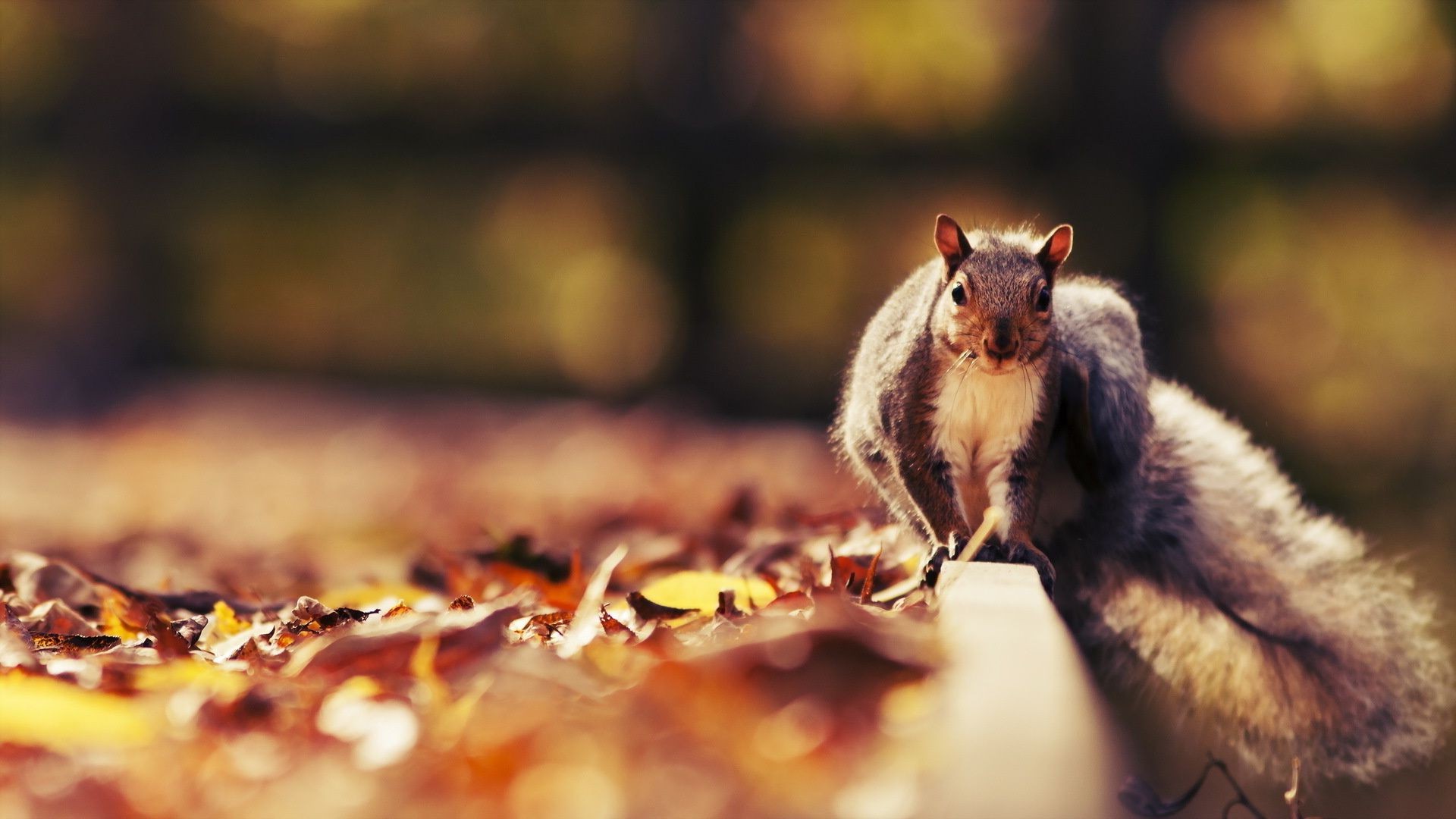 proteins blur food nature wood outdoors cute mammal