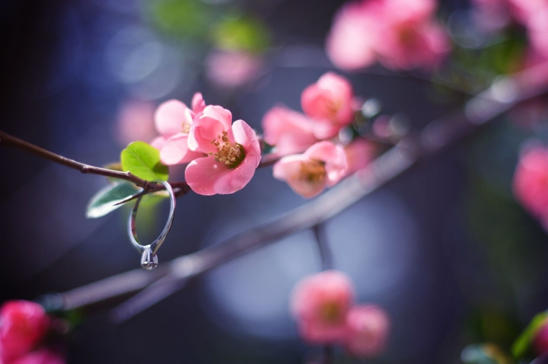 花 花 枝 花园 自然 植物 樱桃 树 叶 苹果 生长 模糊 夏天 颜色 盛开 玫瑰 花瓣 伙伴 公园 户外