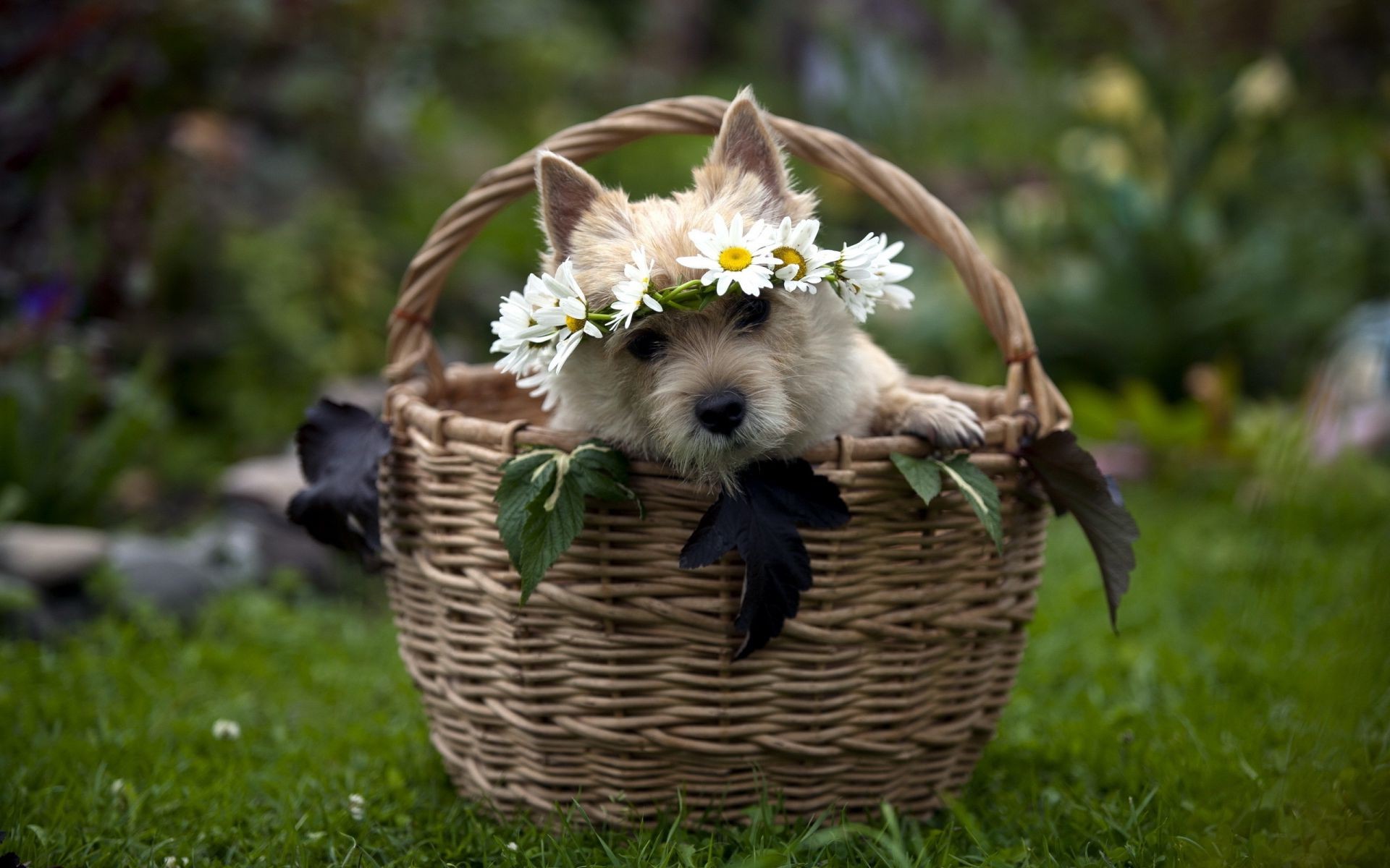 dogs nature basket grass animal mammal outdoors cute little